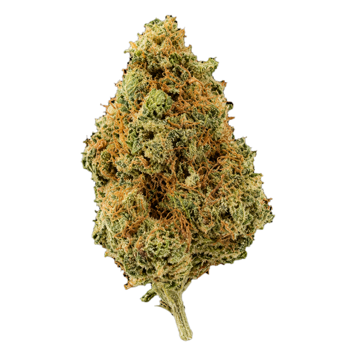 Fleur de CBD Amnesia Haze indoor, tête dense couverte de trichomes